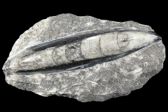 Polished Orthoceras (Cephalopod) Fossils - Morocco #84100